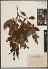 Foto von Salix silesiaca Willd.